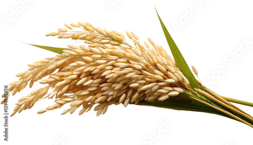 ear of rice isolated on transparent background