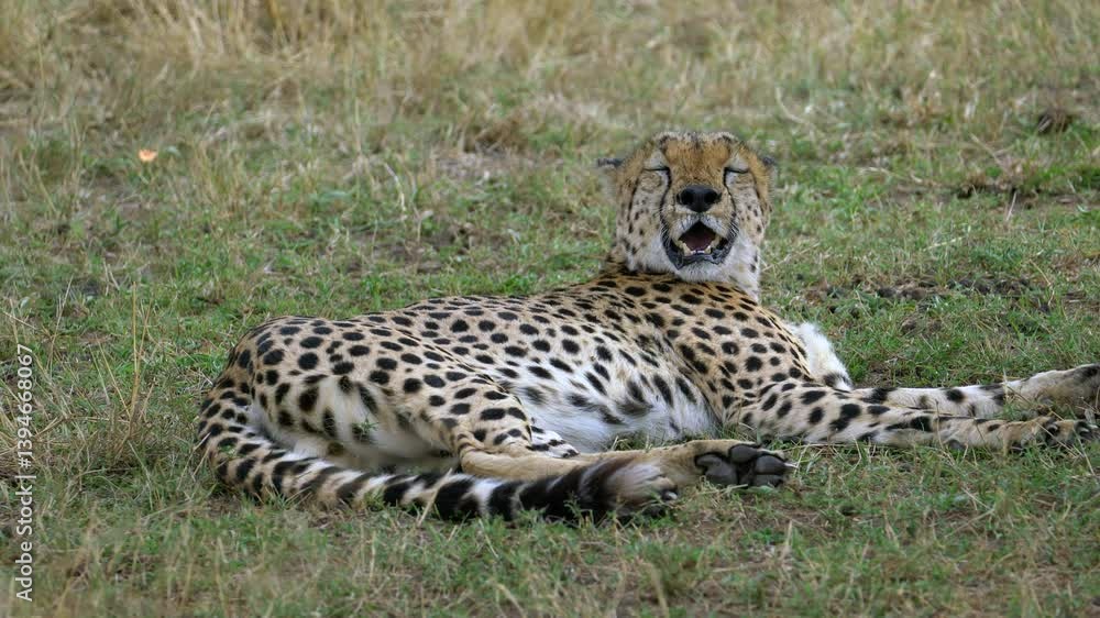 Female Cheetah Panting in the Heat - Masai Mara Kenya Africa Female Cheetah Panting in the Heat - Masai Mara Kenya Africa