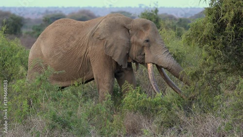 Wallpaper Mural Older African Bush Elephant "Craig" Eating Plants - Masai Mara Kenya Africa Torontodigital.ca