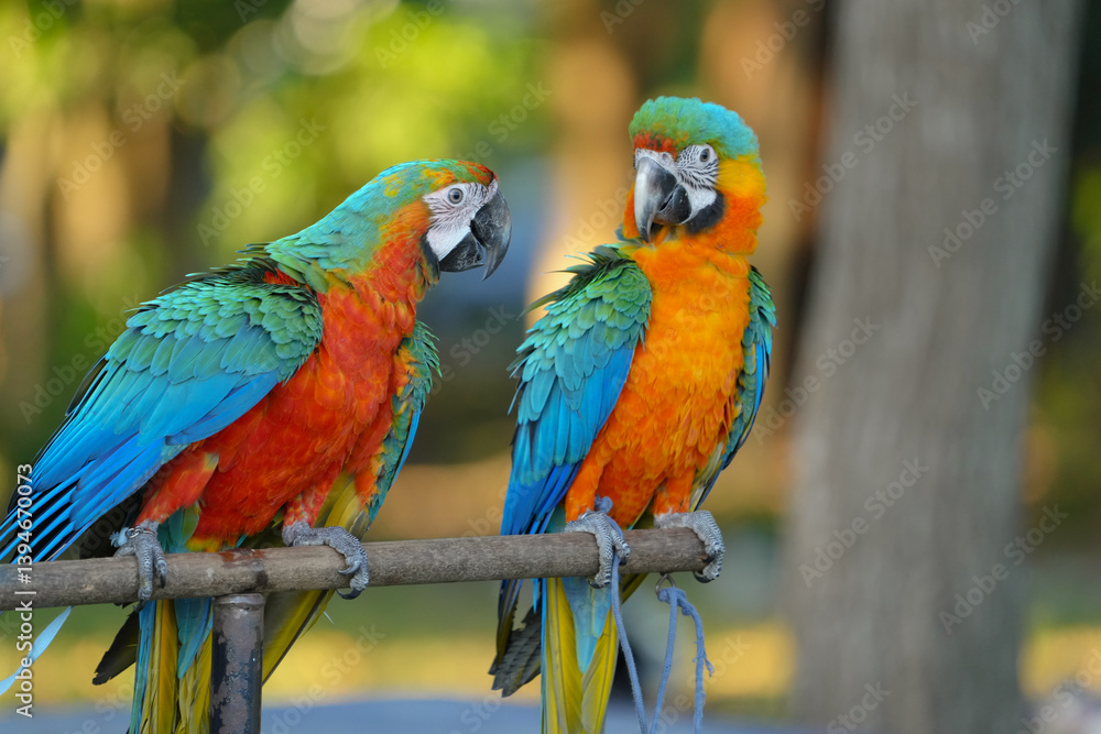 portrait shamrock macaw hybrid macaw free flying  parrot.