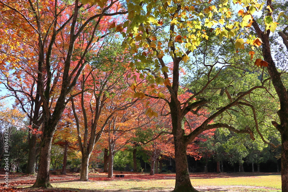 Naklejka premium 紅葉するフウとケヤキとアメリカスズカケノキ