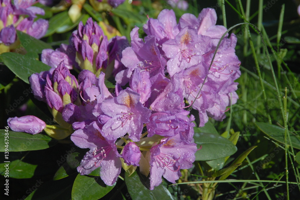 Vibrant purple rhododendron blossoms in sunlit garden Vibrant purple rhododendron blossoms in sunlit garden