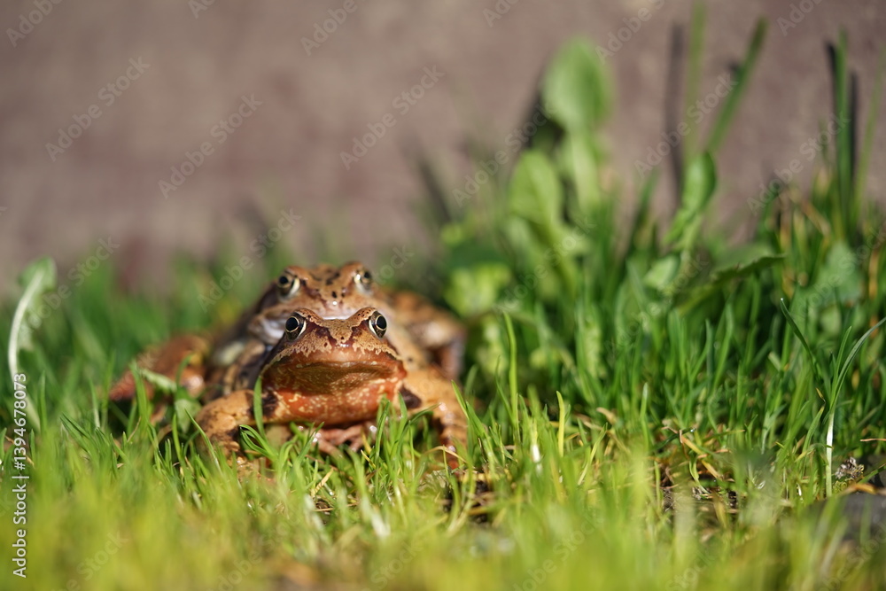 Obraz premium European brown frog (Rana temporaria) close up mating on spring garden.