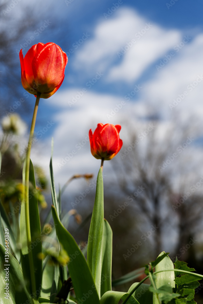 Obraz premium Two vibrant red tulips stand tall against a backdrop of blurred trees and a bright, cloudy sky, capturing a moment of spring's delicate beauty.