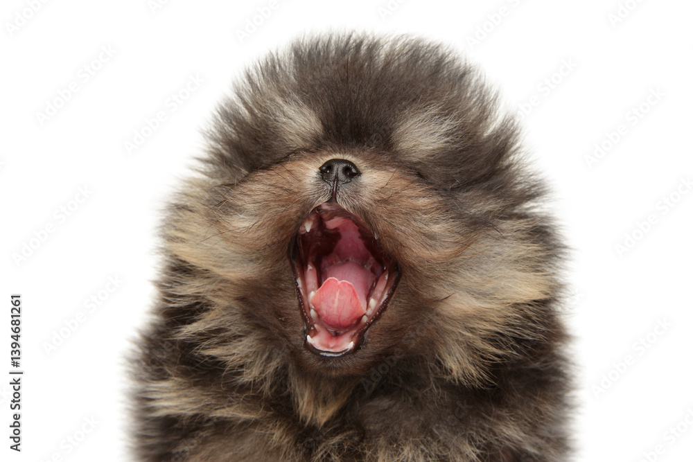 Yawning Pomeranian Puppy in Cute Moment