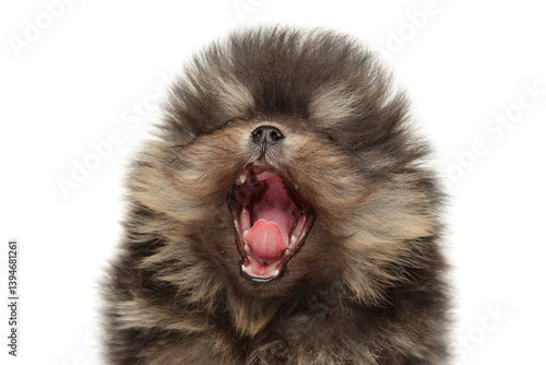 Obraz na płótnie Yawning Pomeranian Puppy in Cute Moment w salonie