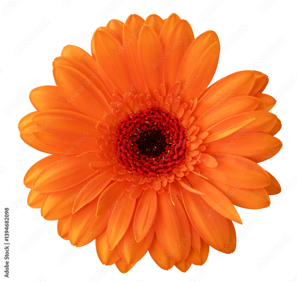 Vibrant orange Gerbera flower (Daisy) in bloom isolated on white background, including clipping path. Vibrant orange Gerbera flower (Daisy) in bloom isolated on white background, including clipping path.