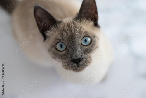 A Siamese cat with striking blue eyes, looking up with curiosity. A playful and attentive expression, capturing the cat’s interest in something above.