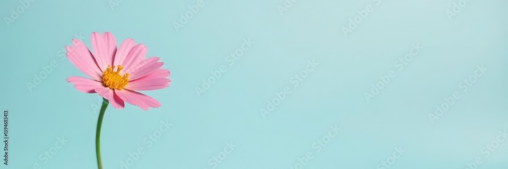 A small isolated flower on a plain background, object, single A small isolated flower on a plain background, object, single
