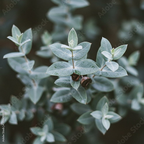 Soft Silver-Green Eucalyptu...