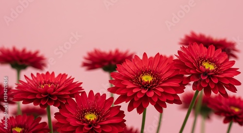 Closeup of Vibrant Red Gerbera Daisies Against a Soft Pink Background