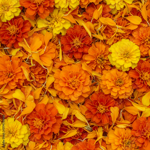 Close-up Texture of Orange ...