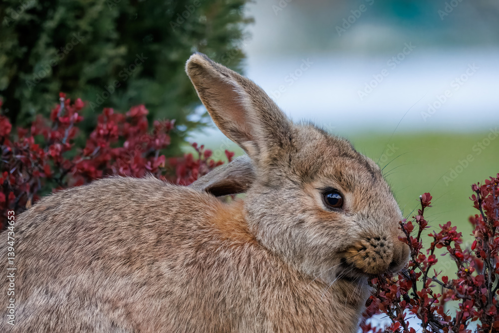 Fototapeta premium A close-up of a female rabbit eating a red Berberis bush on a cloudy spring day.