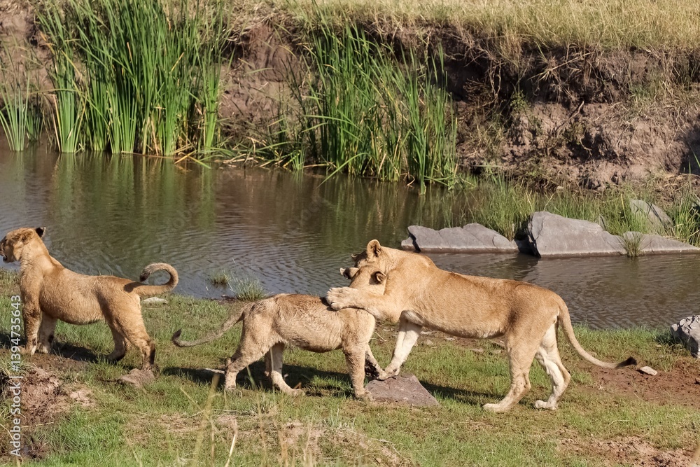 Fototapeta premium Lioness playing with her cubs near a waterhole in Africa
