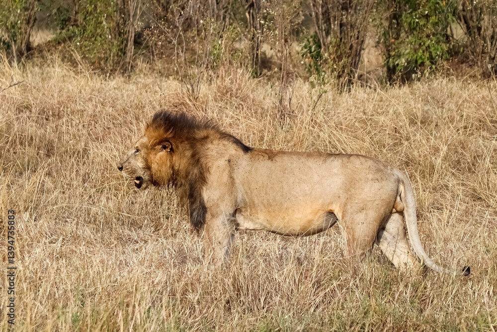 Male lion walking in the african savanna Male lion walking in the african savanna