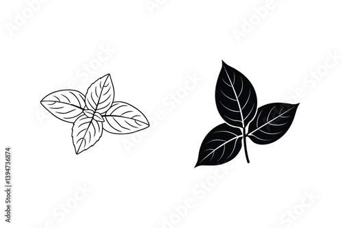 Two Botanical Illustrations Of Leaves In Black And White Outlines On White Background