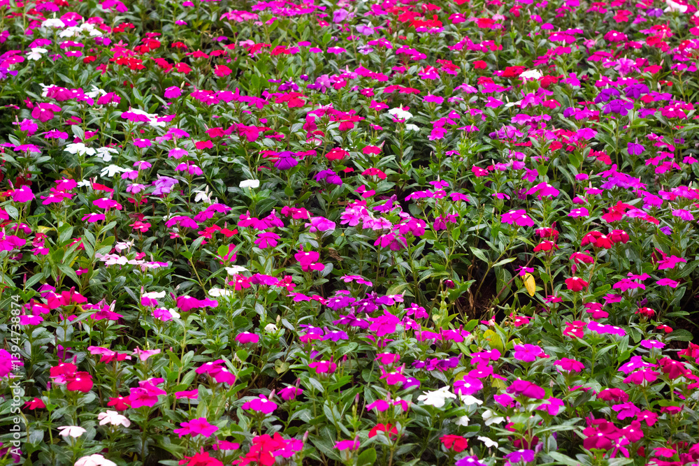 flower bush flower bush