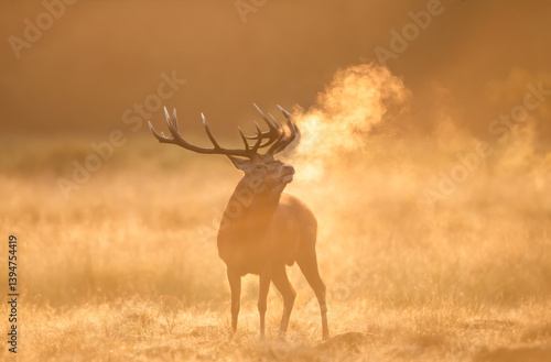 Red deer stag calling at sunrise during the rut in autumn