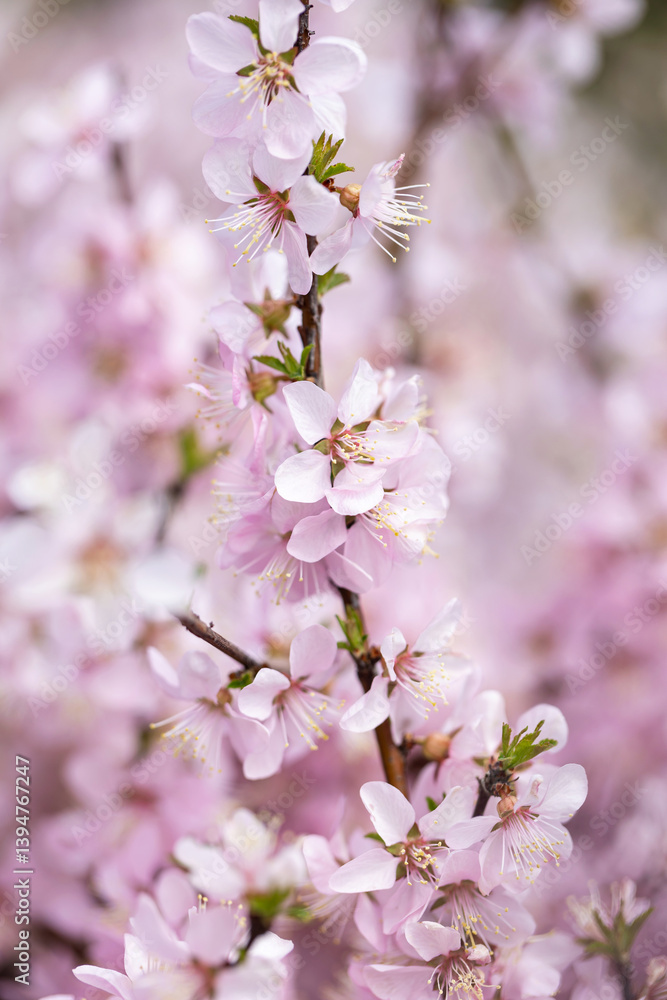 The blooming Prunus triloba in spring