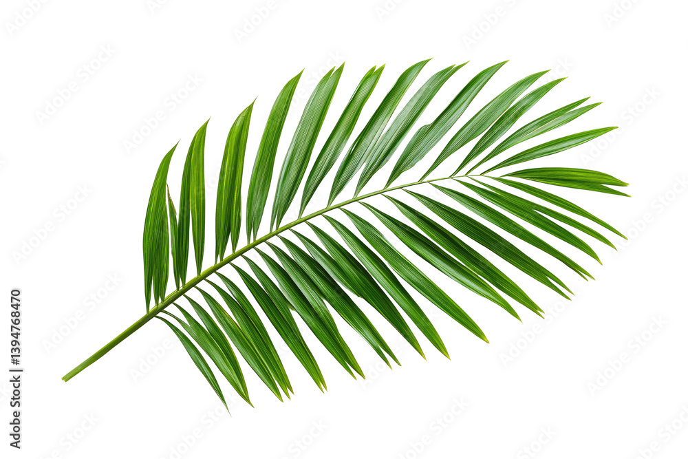 Obraz premium Vibrant palm leaf illustration