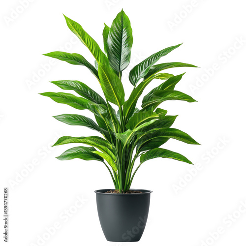 Lush indoor plant in dark pot