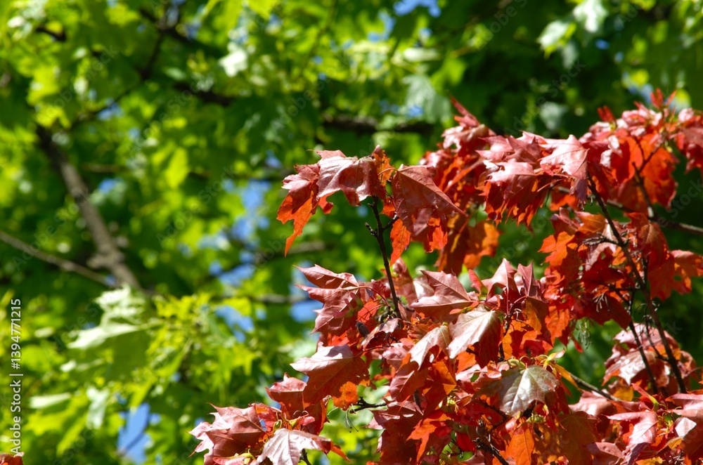 Fototapeta premium red maple leaves in autumn