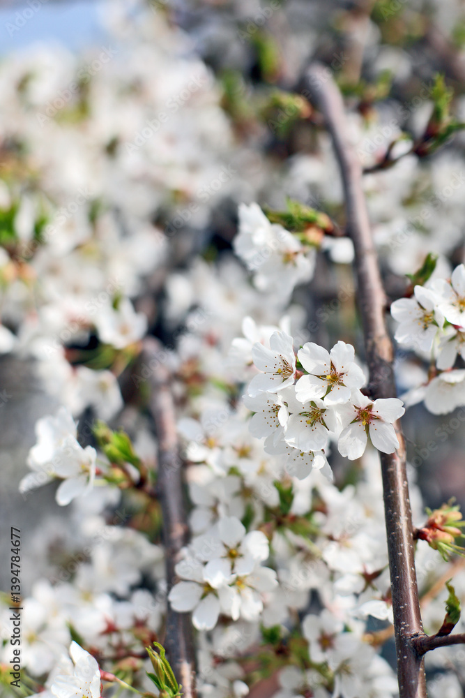 white cherry blossom in spring white cherry blossom in spring