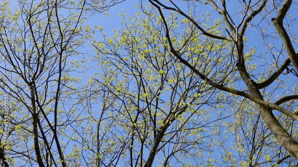 Blooming maple branches against the sky on a sunny day
Blooming maple branches against the sky on a sunny day