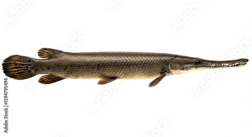 Alligator Gar on a white background