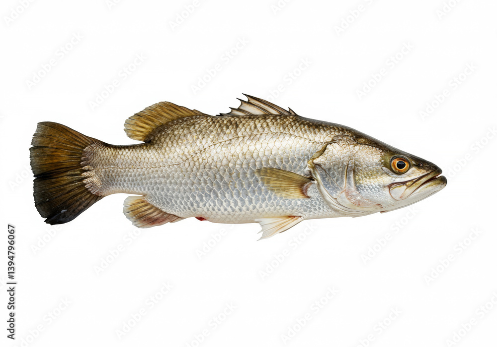 Fototapeta premium Barramundi on a white background