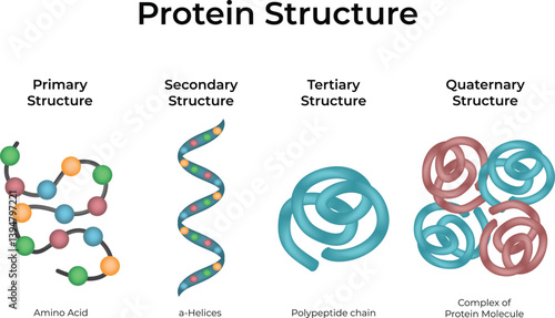 Protein Structure Levels Primary to Quaternary Vector Illustration