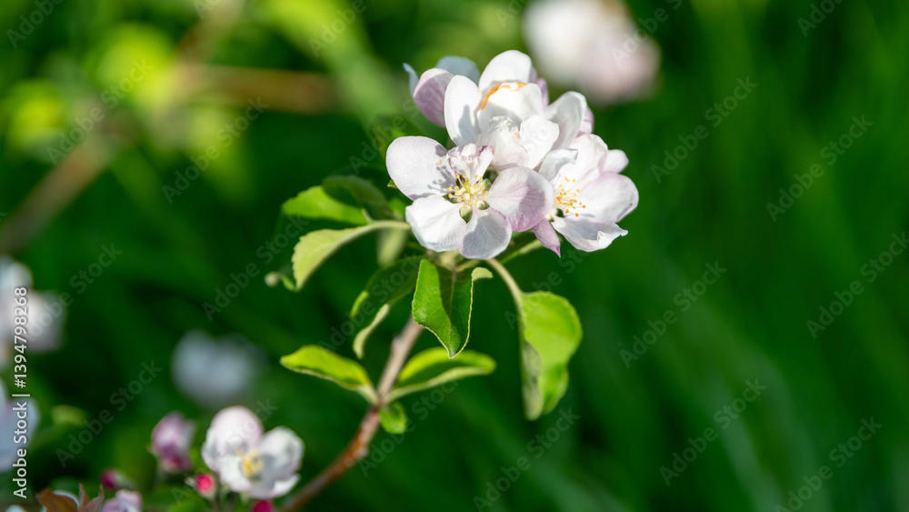 spring blooming of white flowers on a tree branch spring blooming of white flowers on a tree branch