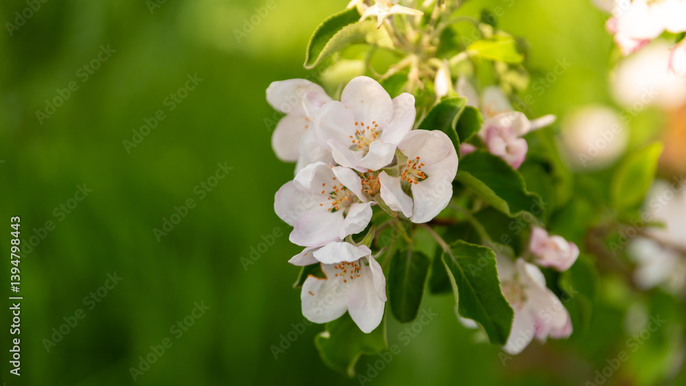 spring blooming of white flowers on a tree branch spring blooming of white flowers on a tree branch