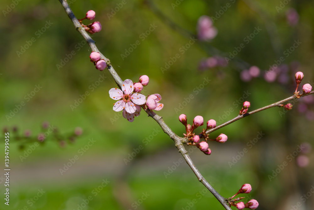 Prunus spinosa Purpurea, blackthorn or sloe flower on the blurred background close-up Prunus spinosa Purpurea, blackthorn or sloe flower on the blurred background close-up