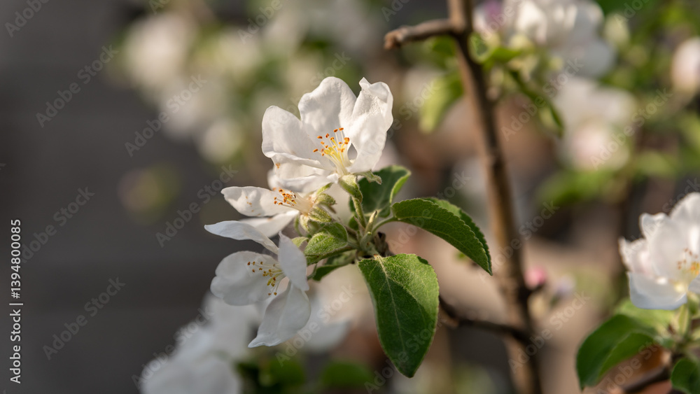 Obraz premium spring blooming of white flowers on a tree branch