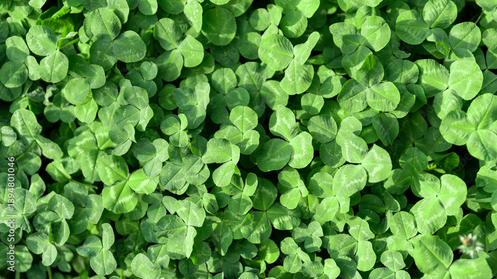 Obraz premium green fresh leaves of the plant