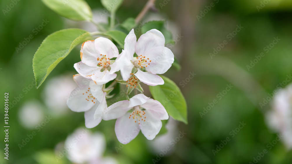spring blooming of white flowers on a tree branch spring blooming of white flowers on a tree branch