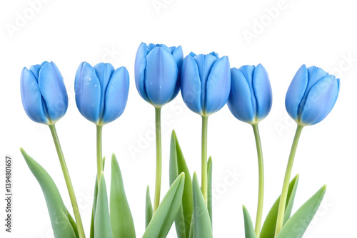 row of blue tulips with water droplets on them