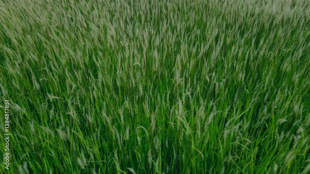 Lush Green Grass Field with Soft Blades Under Natural Lighting Lush Green Grass Field with Soft Blades Under Natural Lighting