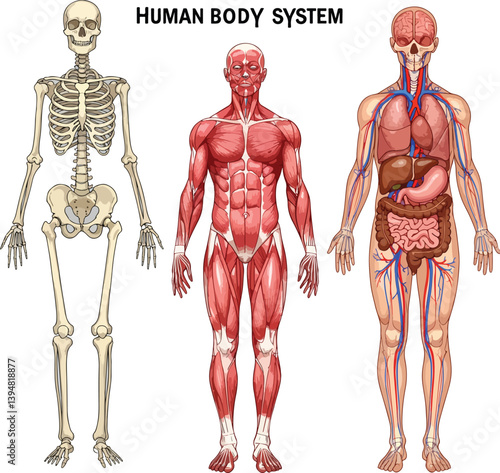 Human Body Anatomy Systems – Skeletal, Muscular, and Internal Organs Illustration