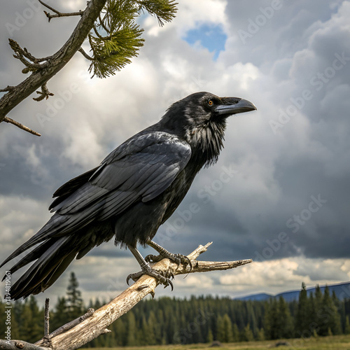 silhouette of a  Raven white background. vector Animal.