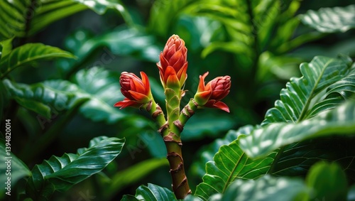 Ginger Flower showcasing two exquisite outgrowths