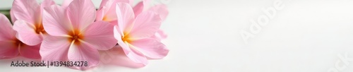 Delicate flower blooms on a clean white surface, petals, flower, closeup