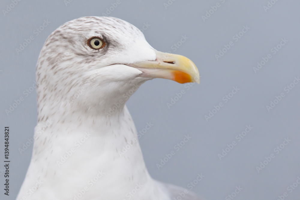 Portrait of an adult European Herring Gull (Larus argentatus)