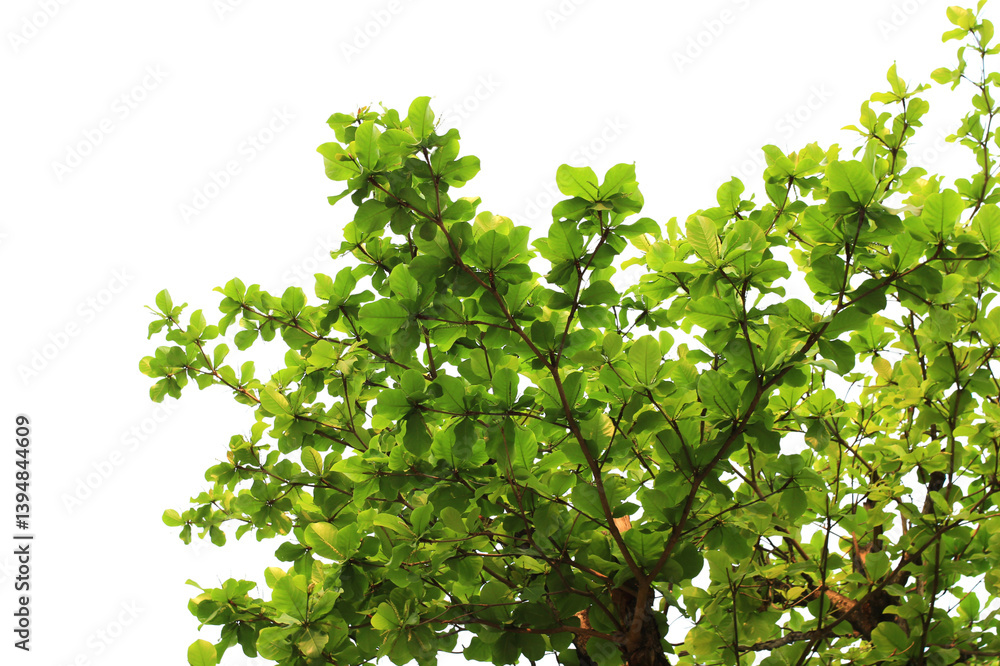 Beautiful branch of tree isolated on white background with clipping path. Beautiful branch of tree isolated on white background with clipping path.