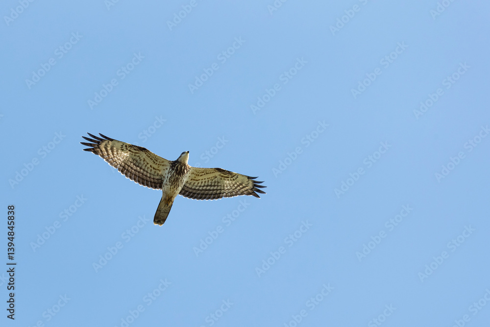 Juvenile or first calendar year European Honey Buzzard or Western Honey Buzzard, (Pernis apivorus) in flight during autumn migration above Falsterbo in Sweden Juvenile or first calendar year European Honey Buzzard or Western Honey Buzzard, (Pernis apivorus) in flight during autumn migration above Falsterbo in Sweden