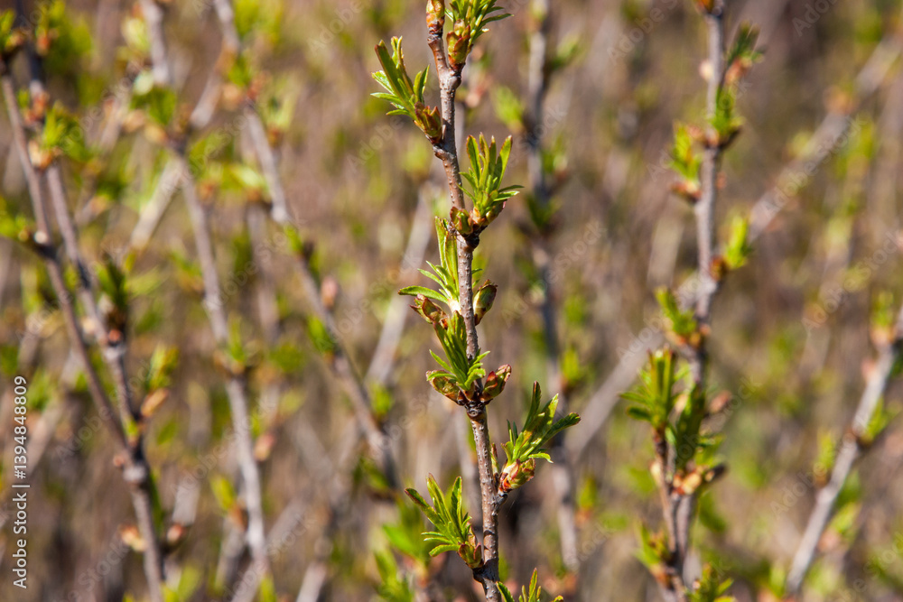 small green leaves on twigs after winter in springtime on a natural background. The time of nature's renewal. Natural background with green brunch small green leaves on twigs after winter in springtime on a natural background. The time of nature's renewal. Natural background with green brunch