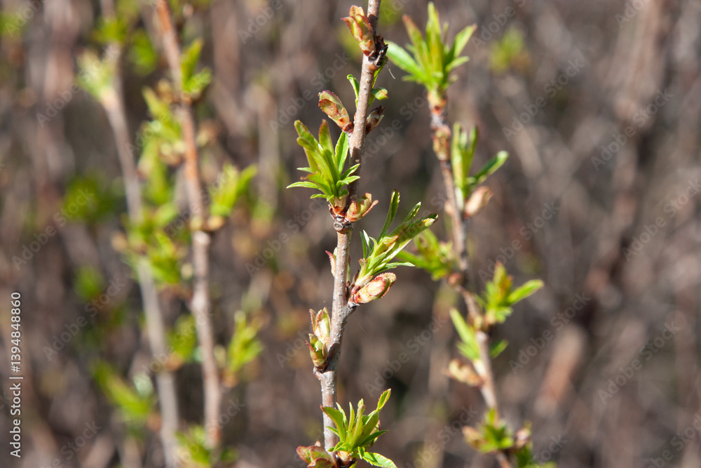 small green leaves on twigs after winter in springtime on a natural background. The time of nature's renewal. Natural background with green brunch small green leaves on twigs after winter in springtime on a natural background. The time of nature's renewal. Natural background with green brunch