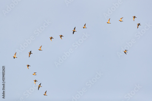 a flock of european golden plover (pluvialis apricaria) in flight