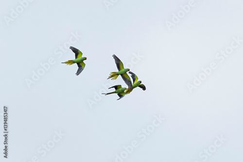 a flock of rose-ringed parakeets (psittacula krameri) in flight